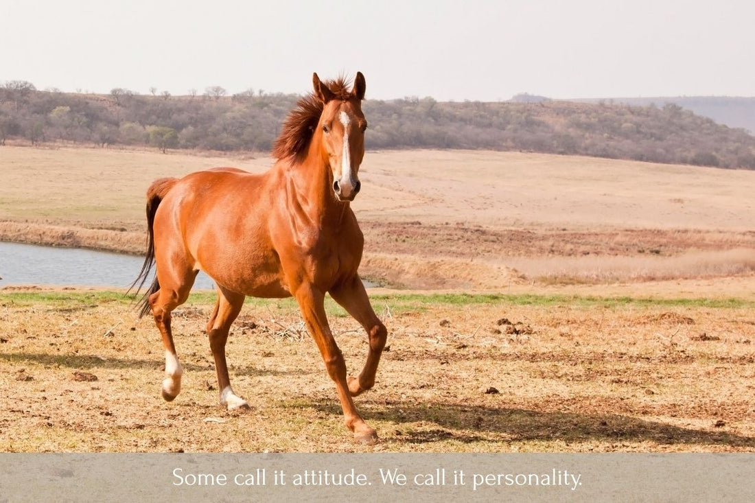 10 Fun and Sassy Names for Your Chestnut Mare